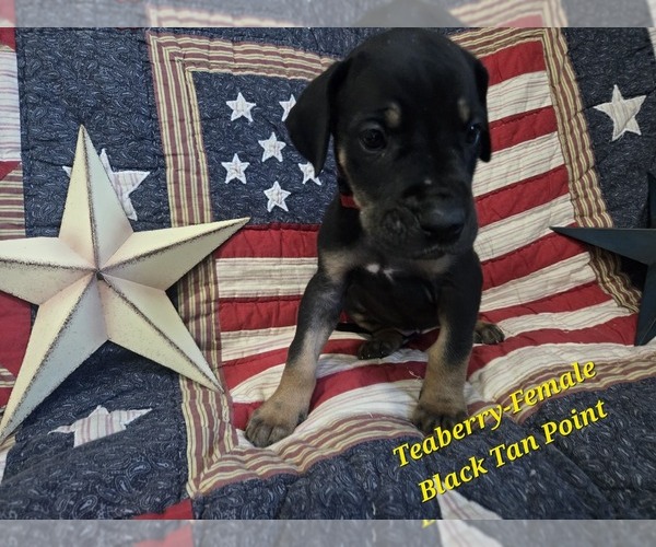 Medium Photo #4 Great Dane Puppy For Sale in HALIFAX, PA, USA