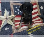 Puppy Teaberry Great Dane