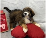Small #2 Bernedoodle