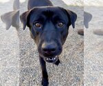 Small #6 Labrador Retriever Mix