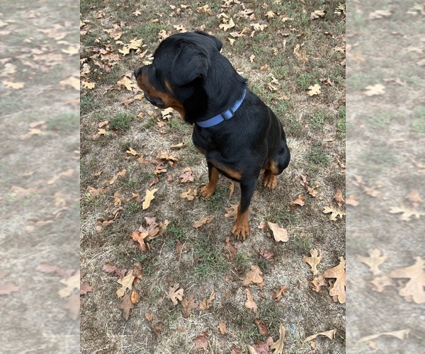 Medium Photo #7 Rottweiler Puppy For Sale in SHELL KNOB, MO, USA