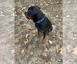 King Rottweiler - Male Rottweiler Puppy for Sale - Photo #7
