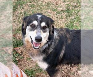 Australian Shepherd Dogs for adoption in Tulsa, OK, USA