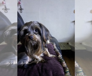 Father of the Yorkshire Terrier puppies born on 07/17/2025