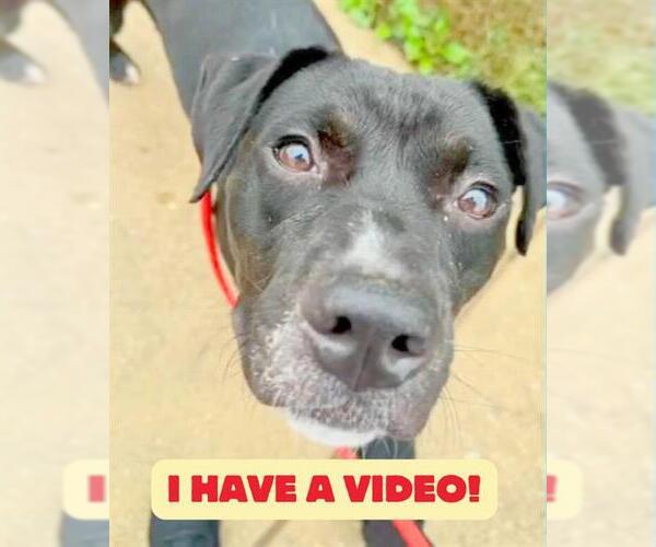 Medium Photo #2 Labrador Retriever-Unknown Mix Puppy For Sale in Forestville, MD, USA