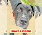 Small #1 Labrador Retriever Mix