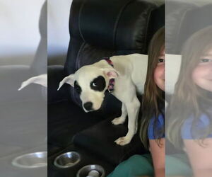 American Pit Bull Terrier-Unknown Mix Dogs for adoption in Aurora, IN, USA