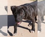 Small Photo #3 American Pit Bull Terrier-Unknown Mix Puppy For Sale in Shreveport, LA, USA
