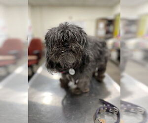 Shih-Poo Dogs for adoption in Forestville, MD, USA