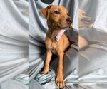 Small #2 Labrador Retriever Mix