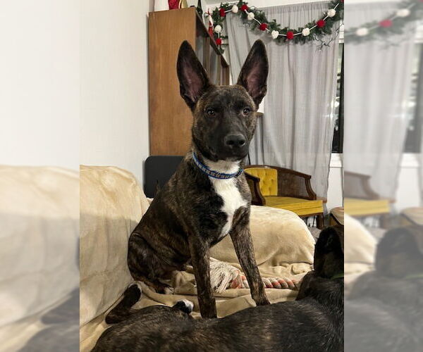 Medium Photo #5 Mutt Puppy For Sale in Salt Lake City, UT, USA