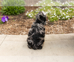 Small #4 Cocker Spaniel-Poodle (Miniature) Mix