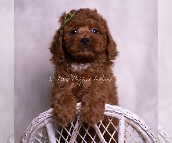 Medium Photo #1 Poodle (Toy) Puppy For Sale in WARSAW, IN, USA