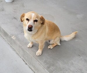 Beagle-Cardigan Welsh Corgi Mix Puppy for sale in PASCO, WA, USA
