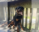 Small Photo #1 Rottweiler Puppy For Sale in NEWPORT NEWS, VA, USA