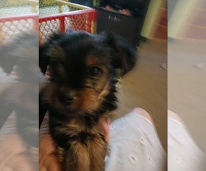 Yorkshire Terrier Puppy for sale in LOGANVILLE, GA, USA