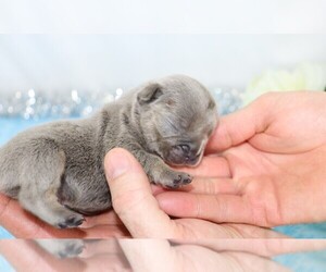 French Bulldog Puppy for sale in FREDERICKSBG, OH, USA