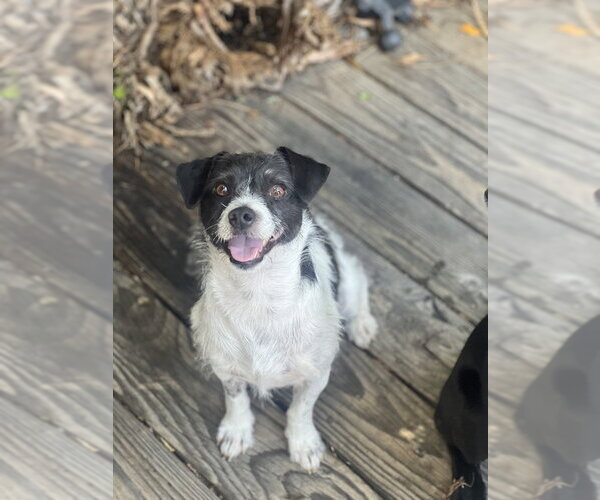 Medium Photo #11 Jack Russell Terrier Puppy For Sale in Dana Point, CA, USA