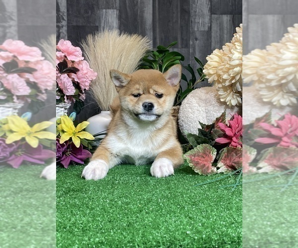 Medium Photo #6 Shiba Inu Puppy For Sale in CANOGA, NY, USA