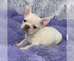 Small Photo #8 French Bulldog Puppy For Sale in SANDY HOOK, KY, USA