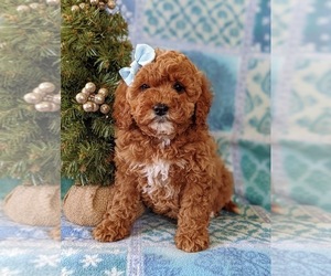 Cavapoo-Poodle (Miniature) Mix Puppy for sale in NEW PROVIDENCE, PA, USA