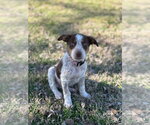Small #1 Australian Shepherd Mix