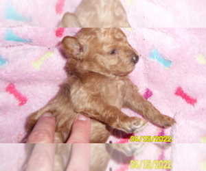Poodle (Toy) Puppy for sale in DULUTH, GA, USA