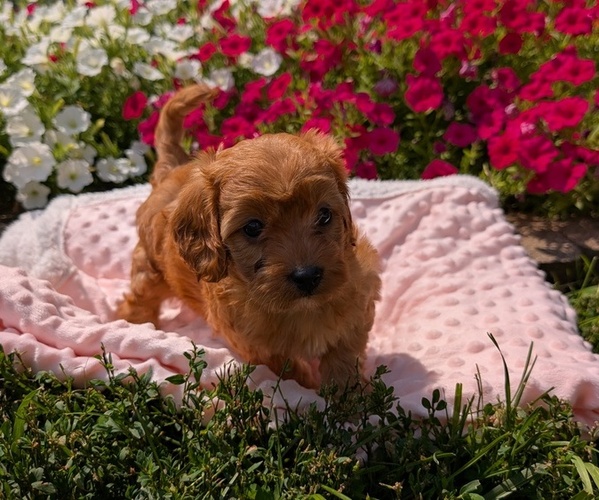 Medium Photo #33 Cavapoo Puppy For Sale in GOSHEN, IN, USA