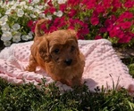Small Photo #33 Cavapoo Puppy For Sale in GOSHEN, IN, USA