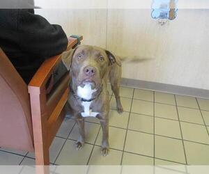 Labrador Retriever-Unknown Mix Dogs for adoption in Ocala, FL, USA