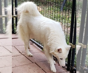 Siberian Husky Puppy for sale in SANDY HOOK, KY, USA