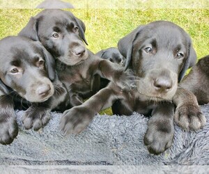 Labrador Retriever Litter for sale in MANISTEE, MI, USA