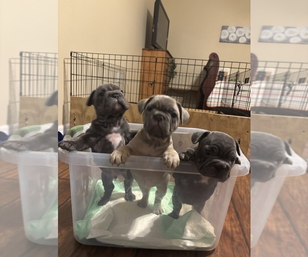 Medium Photo #5 French Bulldog Puppy For Sale in FLORAL CITY, FL, USA