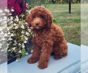Goldendoodle (Miniature) Puppy for sale in NARVON, PA, USA