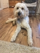 Small Photo #1 Goldendoodle Puppy For Sale in NORTH BEND, OR, USA