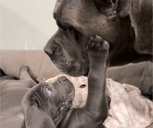 Medium Photo #2 Cane Corso Puppy For Sale in COLONIAL HEIGHTS, VA, USA