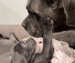 Small Photo #2 Cane Corso Puppy For Sale in COLONIAL HEIGHTS, VA, USA