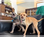 Small #2 Chihuahua-Greyhound Mix