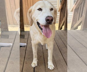 Mutt Dogs for adoption in Wetumpka, AL, USA
