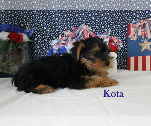 Yorkshire Terrier Puppy for sale in CHANUTE, KS, USA