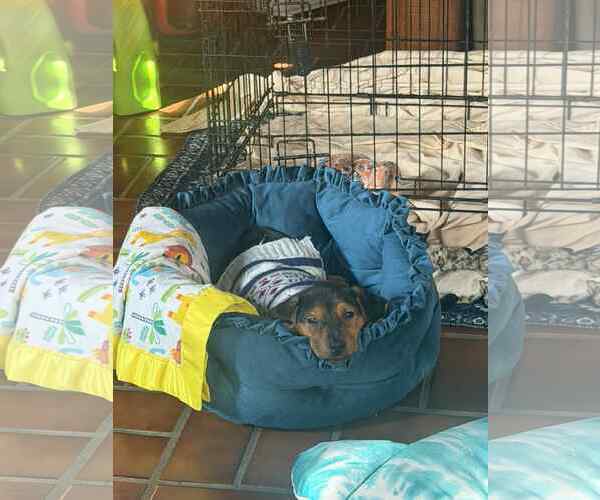 Medium Photo #2 Plott Hound-Retriever  Mix Puppy For Sale in Mechanicsburg, PA, USA