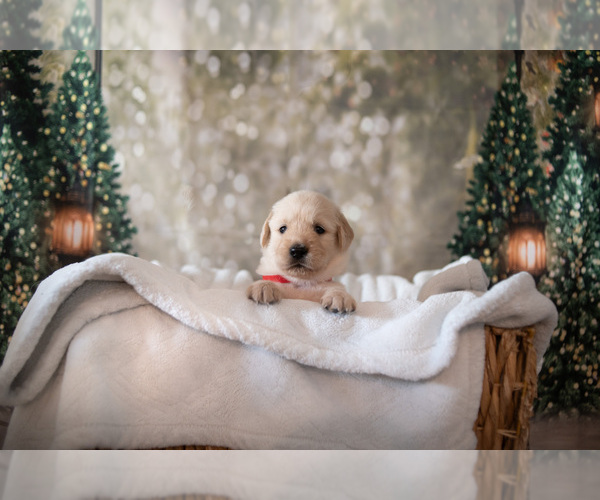 Medium Photo #1 Golden Retriever Puppy For Sale in WIMAUMA, FL, USA