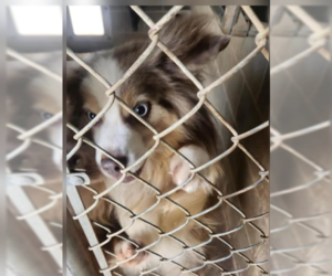 Australian Shepherd-Unknown Mix Dogs for adoption in Cranston, RI, USA