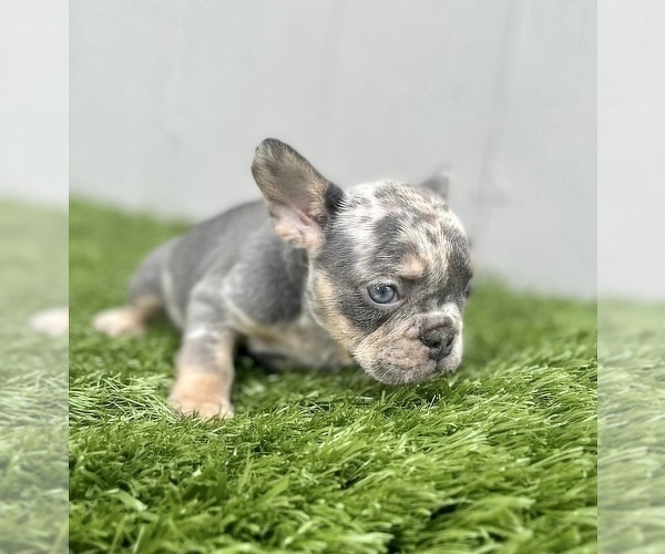 Medium Photo #26 French Bulldog Puppy For Sale in HOUSTON, TX, USA