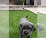 Small Photo #7 Cane Corso Puppy For Sale in SAN TAN VALLEY, AZ, USA