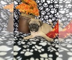 Small Photo #1 Pug Puppy For Sale in BROOKSVILLE, FL, USA