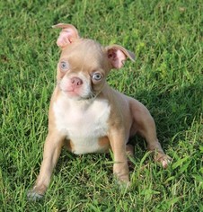 Boston Terrier Puppy for sale in CLEMENTS, MD, USA