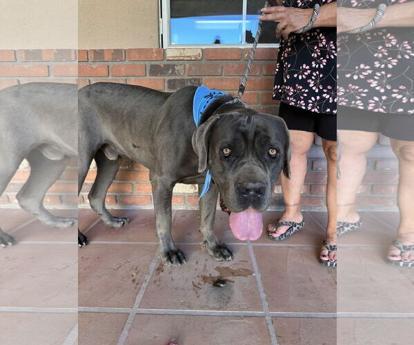 Medium Photo #2 Mutt Puppy For Sale in Goodyear, AZ, USA