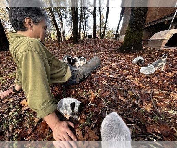 Medium Photo #7 Australian Cattle Dog Puppy For Sale in OREGON HOUSE, CA, USA