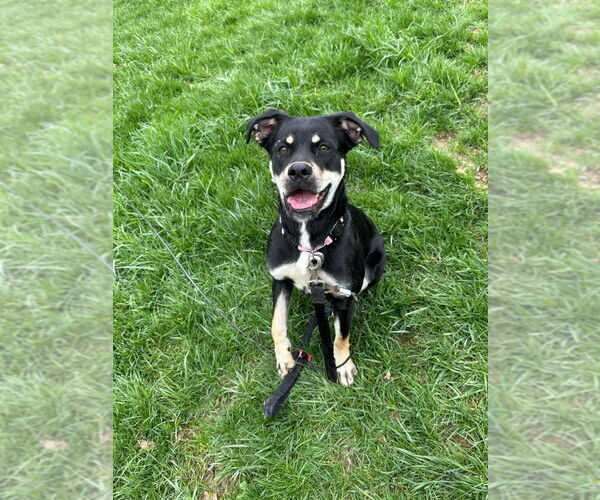 Medium Photo #5 Boxer-German Shepherd Dog Mix Puppy For Sale in Aurora, IN, USA